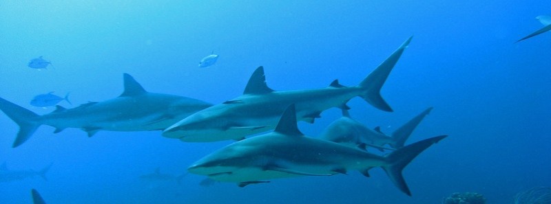 Caribbean Reef Sharks